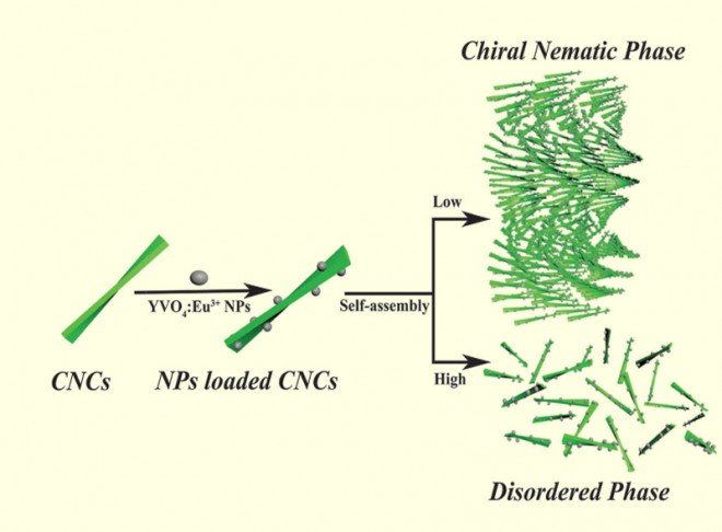 Chiral electronic transitions of YVO4:Eu3+ nanoparticles in cellulose based photonic materials with circularly polarized excitation