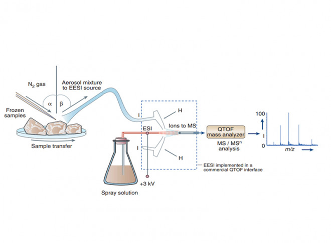 Neutral desorption sampling of biological surfaces for rapid chemical characterization by extractive electrospray ionization mass spectrometry