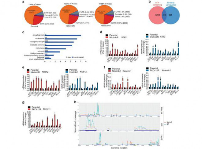 A dynamic N6-methyladenosine methylome regulates intrinsic and acquired resistance to tyrosine kinase inhibitors