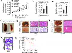 Fatty acid-binding protein FABP4 mechanistically links obesity with aggressive AML by enhancing aberrant DNA methylation in AML cells