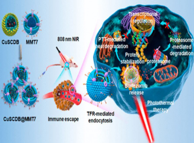 Bortezomib-Encapsulated CuS/Carbon Dot Nanocomposites for Enhanced Photothermal Therapy via Stabilization of Polyubiquitinated Substrates in the Proteasomal Degradation Pathway