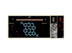 A Highly Luminescent Nitrogen-Doped Nanographene as an Acidand Metal-Sensitive Fluorophore for Optical Imaging