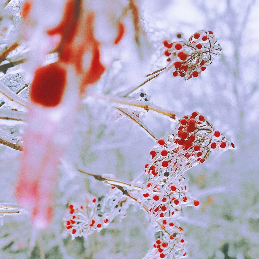 雪中美景（1）